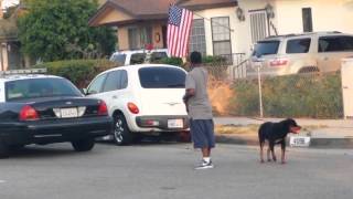 Ennesimo cane ucciso inutilmente dalla polizia americana  Police Shoot Dog in Hawthorne California [upl. by Golliner]