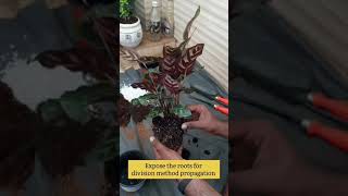 Calathea Makoyana Propagation How to propagate calathea Makoyana  Peacock Plant  Division Method [upl. by Akinet]