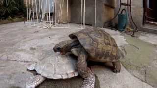 Une tortue qui sacouple [upl. by Mosera]