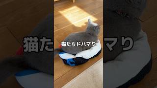 ⁡quot猫たちどハマり！夏バージョンquot ⁡⁡⁡すっきり暮らし暮らしのアイデア廃材活用ブランケット活用ペットベッド猫ベッド猫ベッド手作りキャットベッドわんこベッド⁡ [upl. by Emmett]