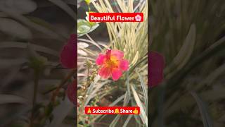 Portulaca flower🌸 shorts viralvideo trending floweringplant portulacaflower gardening plant [upl. by Zenitram]