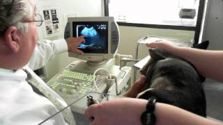 Oscars Heartworm Ultrasound [upl. by Oigufer554]