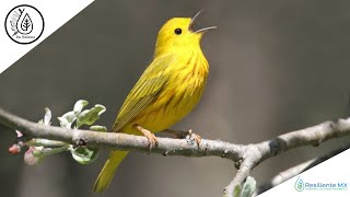 CANTO VOZ y LLAMADOS Chipe Amarillo quotSetophaga petechiaquot Yellow Warbler quotAlas Resilientesquot [upl. by Meean]