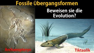 Fossilien als Übergangsformen Brückentiere [upl. by Luwana]