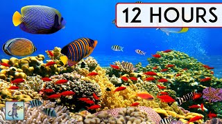 BEAUTIFUL CORAL REEF AQUARIUM COLLECTION • 12 HOURS • BEST RELAX MUSIC • SLEEP MUSIC • 1080p HD [upl. by Han390]