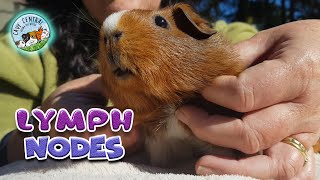 Guinea pig lumps and bumps with lumph nodes at Cavy Central Guinea pig rescue [upl. by Ainedrag]