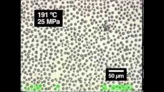 In situ microscopic observation of chitin and fungal cells with chitinous cell walls [upl. by Monto288]