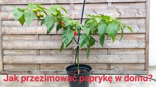 Jak przezimować paprykę w domu [upl. by Ilsa]