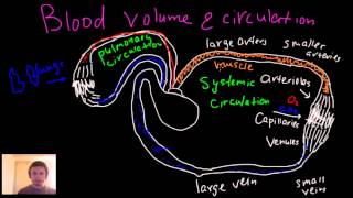 Blood circulation blood volume arteries arterioles capillaries venules and veins [upl. by Stilwell]