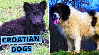 ALL Croatian Dog Breeds List [upl. by Kcaz]