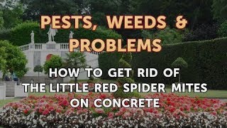 How to Get Rid of the Little Red Spider Mites on Concrete [upl. by Aleik650]