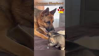 GERMAN SHEPHERDshorts trendingshorts dog animals motivation germany lion wolfdog [upl. by Lerud]