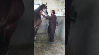 Trypanosomiasis Surra in Horse l treatment l Dr Mohsin Arshad [upl. by Eadahs830]