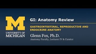 GI Anatomy Review [upl. by Scrivens]