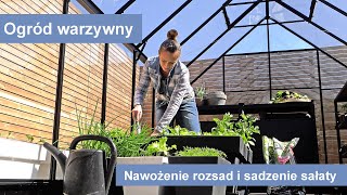 Szklarnia wysiew warzyw  sadzenie sałaty nawożenie rozsad i pielęgnacja zielnika [upl. by Ydnew47]