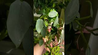 Happy Philodendron plants beautiful soilpot soiltypes farming propagation shorts sun edit [upl. by Ardnasal581]