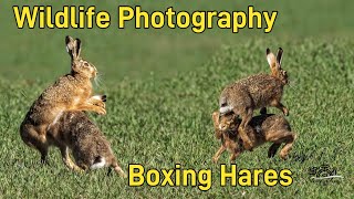 Wildlife Photography Boxing Hares [upl. by Sparky]