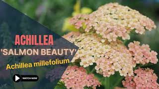 Achillea Salmon Beauty  Achillea Millefolium  TinyLeaf [upl. by Tenrag550]