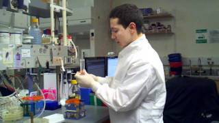 picking colonies into 96 well plate using sterile technique setting up the plate [upl. by Lurline631]