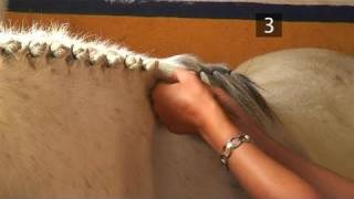 How To Braid A Horses Mane [upl. by Angele]