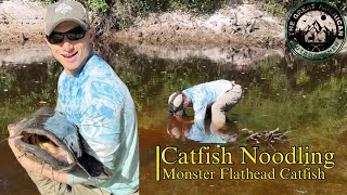 Catfish Noodling  Monster Flathead Catfish [upl. by Curzon]