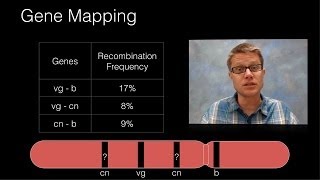 Genetic Recombination and Gene Mapping [upl. by Sydney]