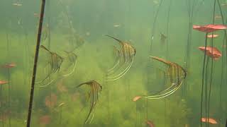 Rio Tapajós Amazonas Pterophyllum  Acara Bandeira  Angelfish Skalar [upl. by Murton]