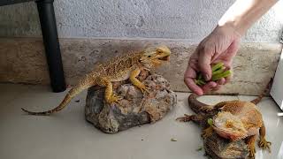 pogona vitticeps shedding  Dragão Barbudo [upl. by Elatnahs]