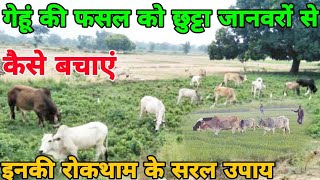 गेहूं की फसल को छुट्टा जानवरों से कैसे बचाएं।। gehun ki fasal ko nilgai se kaise bachayen।। [upl. by Sirapal]