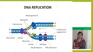 DNA Replication in Prokaryotes II NEETIIclass XIIshortsyoutubeshorts [upl. by Kathi]