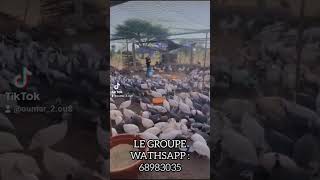 Pintade Galor le mieux élevé au monde et au Burkina [upl. by Buck]