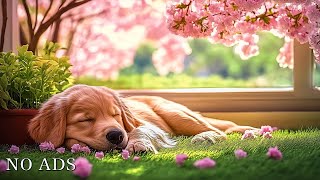 Deep Sleep Music for Dogs AntiAnxiety Music for Dogs Music to Help Dogs Fall Asleep in 30 Minutes [upl. by Leitman]