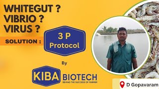 Farmer Feedback No 35  3P Protocol  About WHITEGUTVIBRIOVIRUS [upl. by Onfroi263]