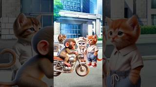 fighting over a girl cat cutecat funnycats trendingshorts [upl. by Albric]