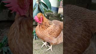 Sunu pakhir golate chulkani suru holo shortsvideo pakhi youtubeshorts [upl. by Adyl]