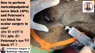 Auriculopalpebral nerve APN and Petersons eye block in heifercow for ocular surgery [upl. by Marcy]