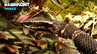 Impressive Beuty Of a Dynamic Snake Agkistrodon Taylori [upl. by Yale]