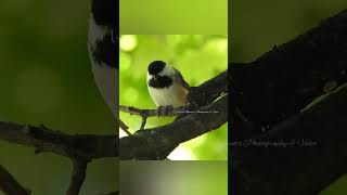 Chickadee enjoying a seed jimmybuffet cheeseburgerinparadise [upl. by Nytsirt327]