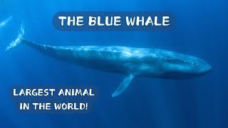 Largest Animal in the World The Blue Whale [upl. by Tamra]