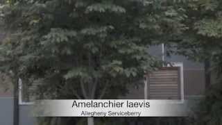 Amelanchier laevis Allegheny Serviceberry [upl. by Soilisav735]