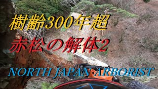 749続・恐怖の御神木、樹齢350年赤松を解体する [upl. by Thordia]