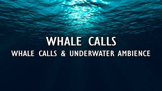 Whale Calls amp Underwater Ambience  2HR Sleep Ambience  Whale Calls [upl. by Effie]