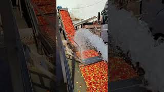 Descarregando tomate na base do jato dágua [upl. by Aneeles812]