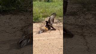 Eagle fly down and trying hunt a big roaster 🦅youtube hunting birds youtube youtubeshorts [upl. by Anrak321]