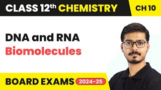 DNA and RNA  Biomolecules  Class 12 Chemistry Chapter 10  CBSE 202425 [upl. by Ateekan]