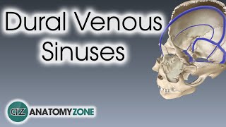 Dural Venous Sinuses  3D Anatomy Tutorial [upl. by Einnalem]