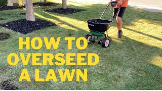 How To Overseed A Lawn  Fall Overseeding and Revonation [upl. by Moser892]