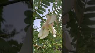 Sesbania Grandiflora flowers White flowers shorts eggplant growth [upl. by Danialah]