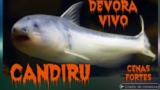 Candiru Devora Peixe Ainda Vivo  Alimento Vivo é Certo ou errado [upl. by Bendicta]