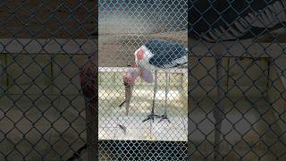 Bangladesh jatiyo chiriakhana zoo shortvideo [upl. by Maryjo260]